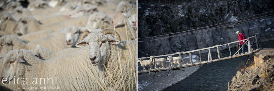 Idaho Engagement session with a sheep crossing!